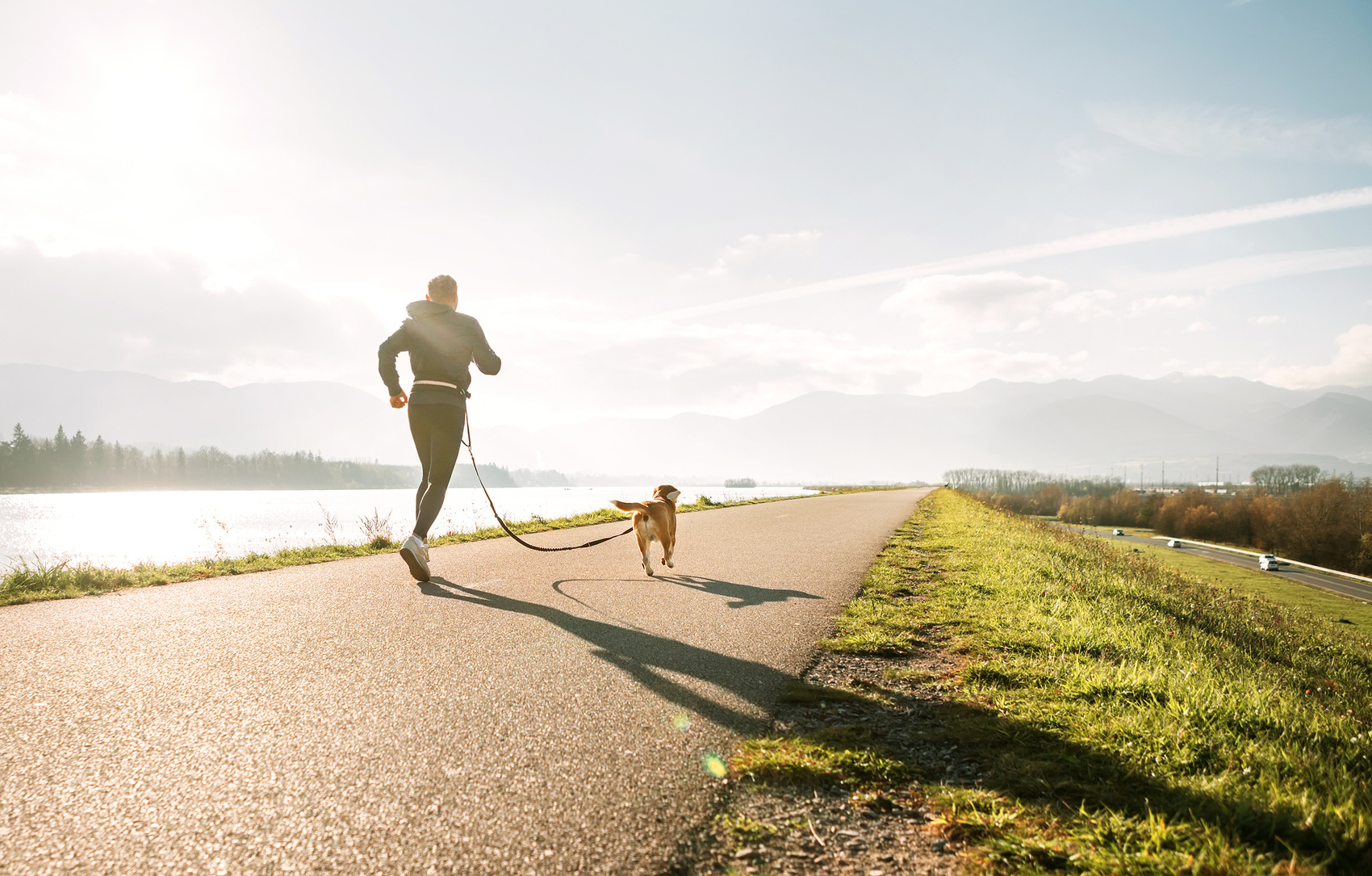 Canicross exercises. Outdoor sport activity - man jogging with his beagle dog